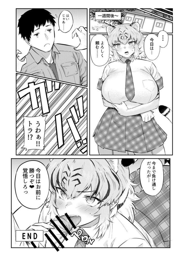 トラはふれあい修業中