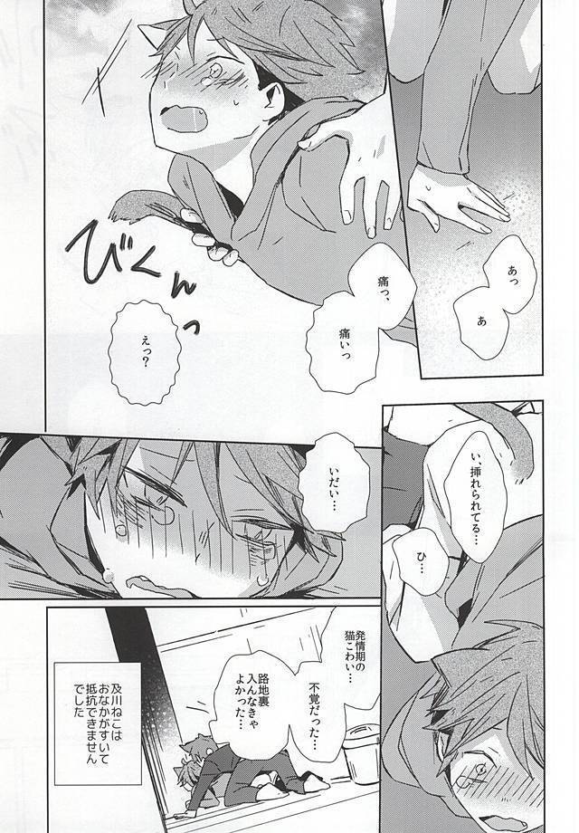 Neko ni Natta Oikawa-san