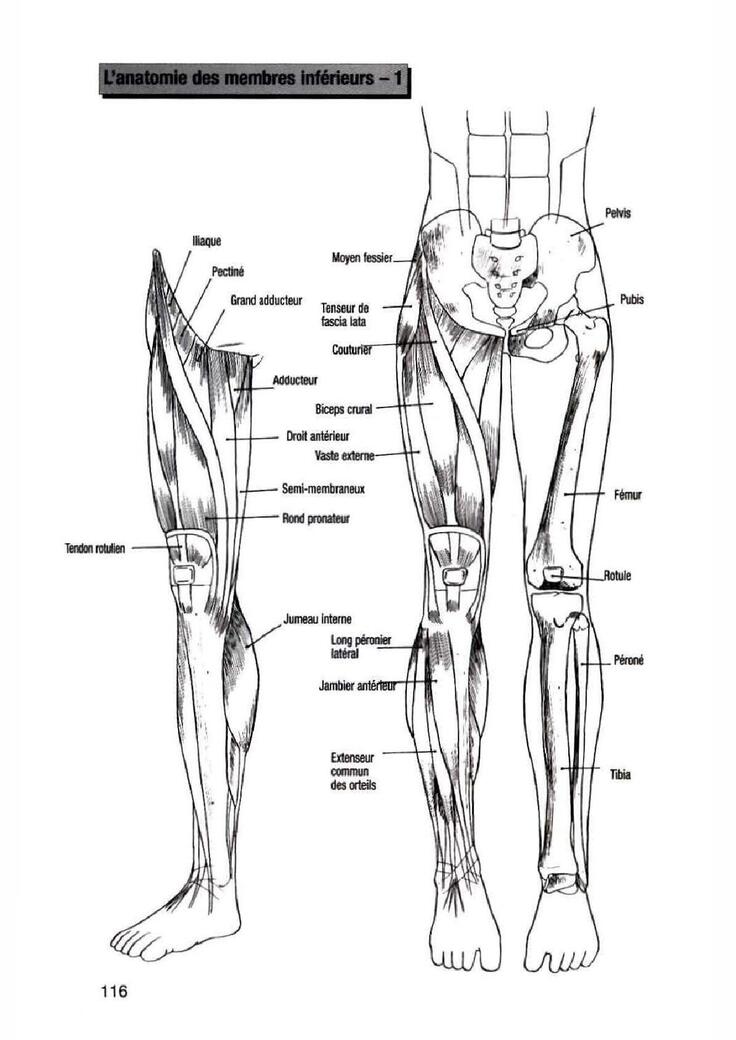 How To Draw Manga Vol. 25 Bodies and Anatomy