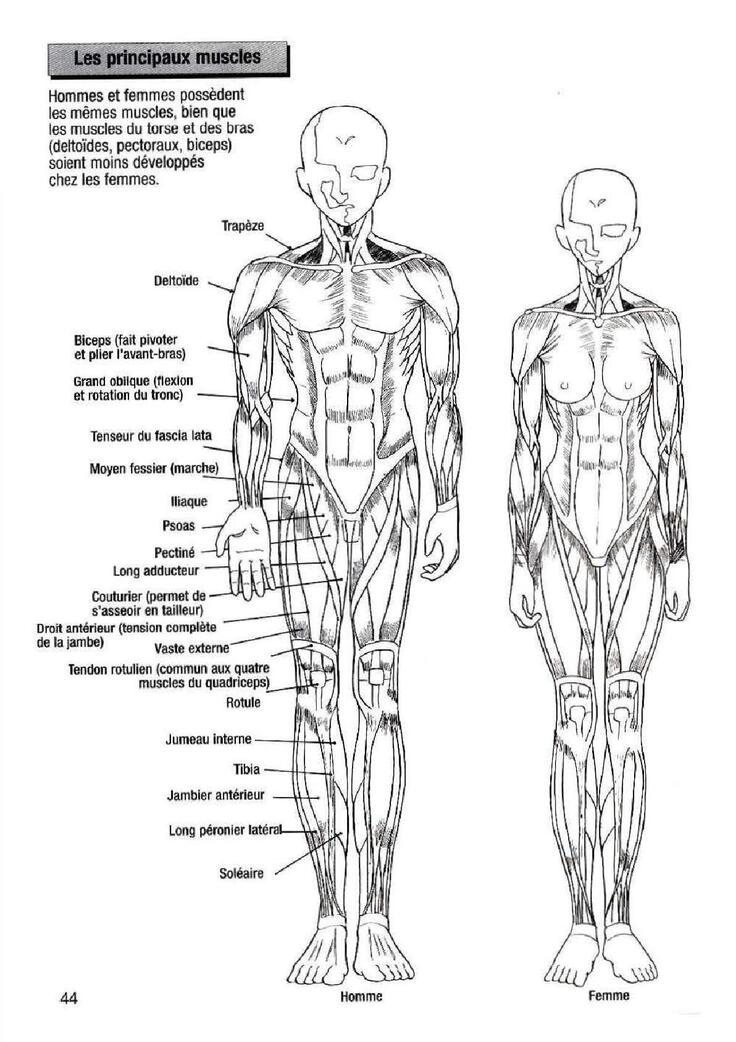 How To Draw Manga Vol. 25 Bodies and Anatomy