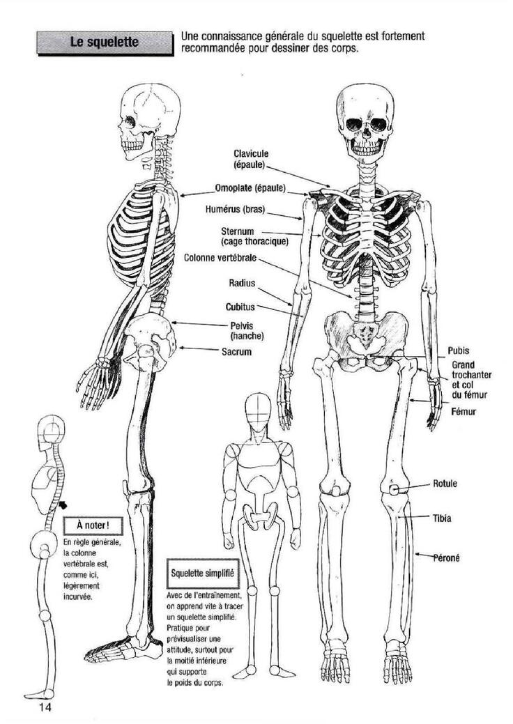 How To Draw Manga Vol. 25 Bodies and Anatomy