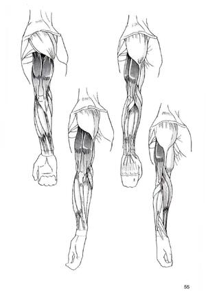 How To Draw Manga Vol. 25 Bodies and Anatomy Page #55