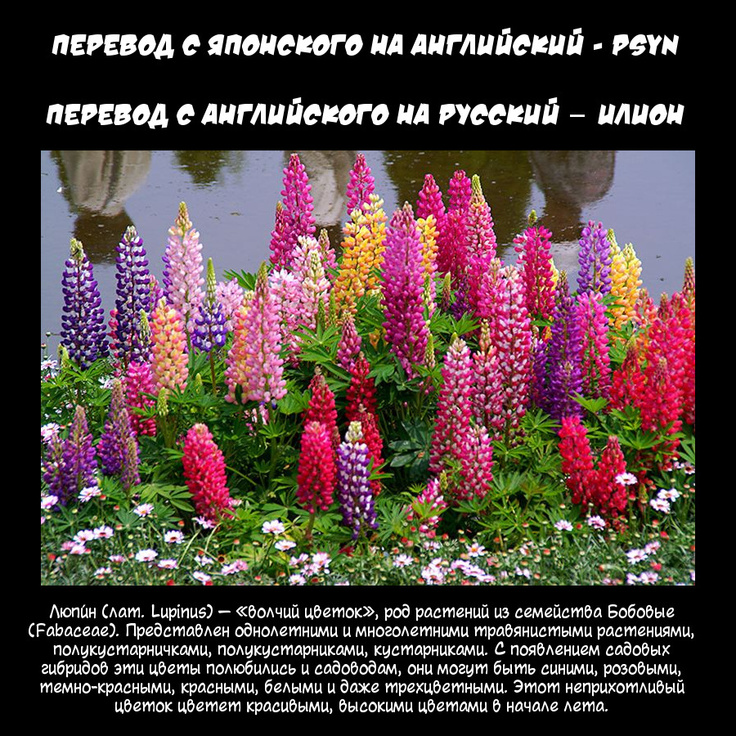 Люпин | Lupinus