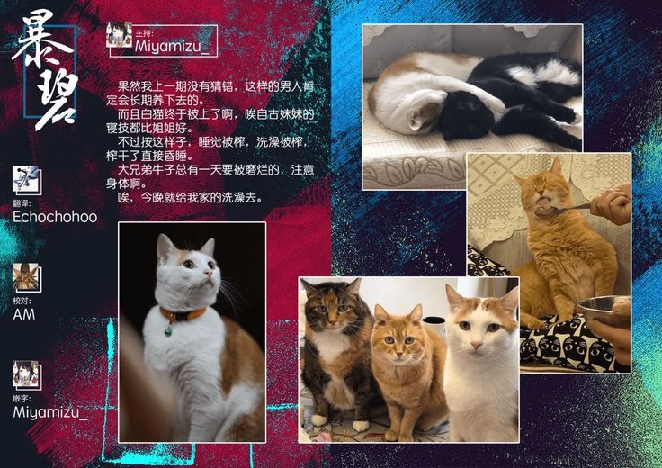 Oyukake Nyanko | 不想洗澡的小猫