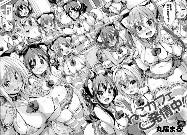 Neko Cafe Hatsujou Chuu! | 猫咪咖啡发情中