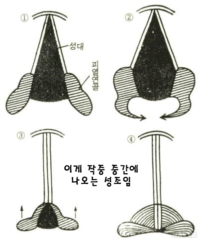 Usagi Shoujo Akume Joshuseki Kikaikan 토끼소녀 절정 조수석 기계간