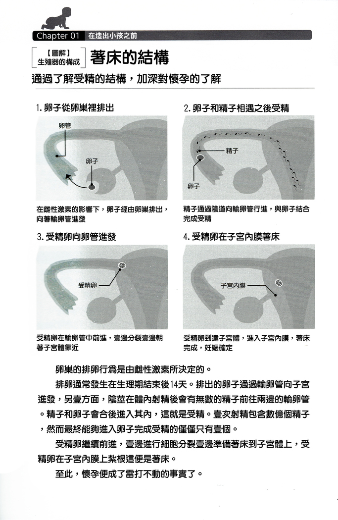 やらなくても解る性交と妊娠詳細解説 赤ちゃんのつくり方