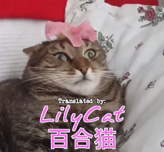A story where I had become a girl with animal ears when I opened my eyes